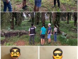 Tidak Butuh Lama Tim Unit Reskrim Polsek Sungai Selan berhasil Ringkus Pelaku Pencurian TBS di Dua Lokasi